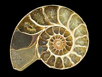 Bildrechte zum Thema Ammoniten: Ammonit aus Madagaskar