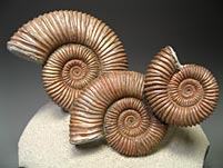 Bildrechte zum Thema Ammoniten: Ammonitenstufe aus Russland