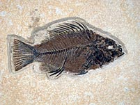 Bildrechte zum Thema versteinerte Fische: Barsch aus Wyoming