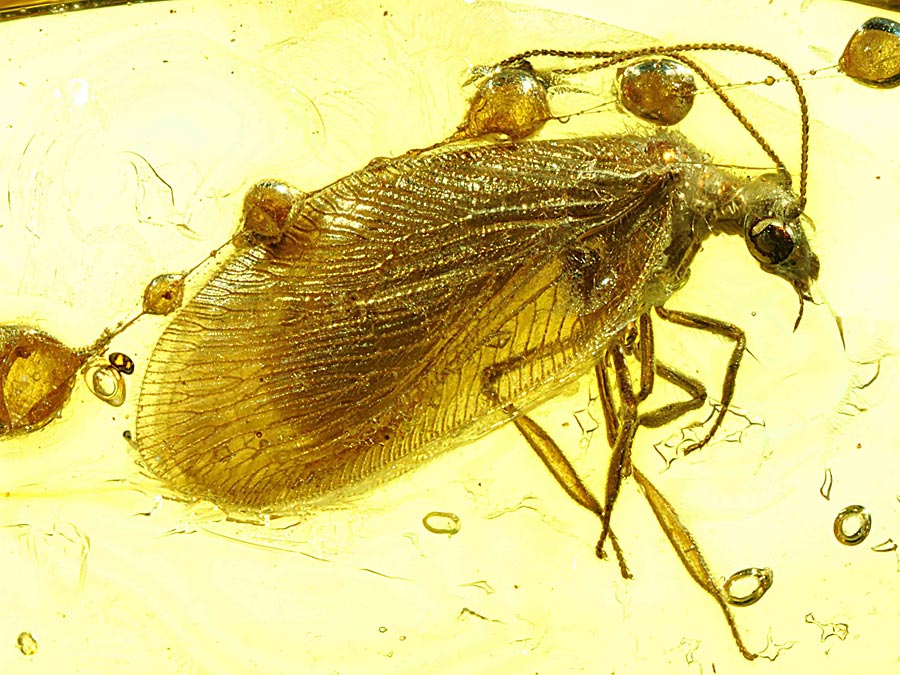 Wunderwelt Bernstein - faszinierende Fossilien in 3D