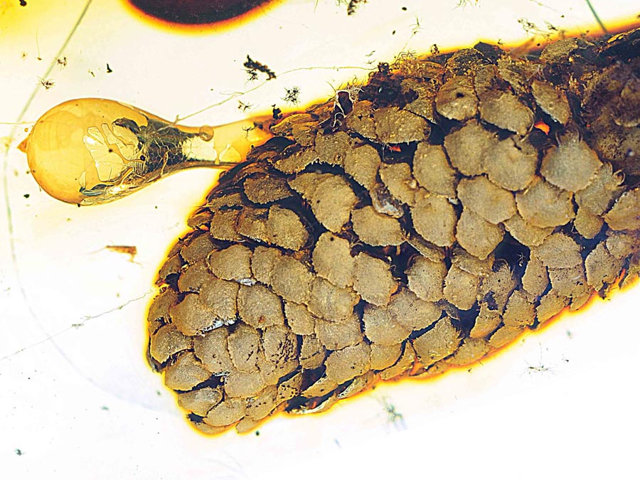 Wunderwelt Bernstein - faszinierende Fossilien in 3D