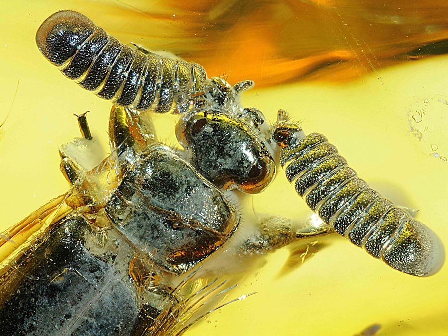 Wunderwelt Bernstein - faszinierende Fossilien in 3D