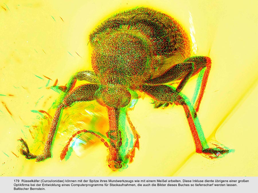 Wunderwelt Bernstein - faszinierende Fossilien in 3D