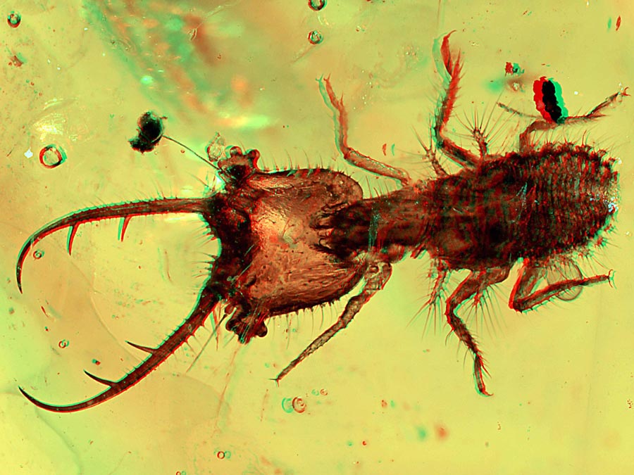 Wunderwelt Bernstein - faszinierende Fossilien in 3D