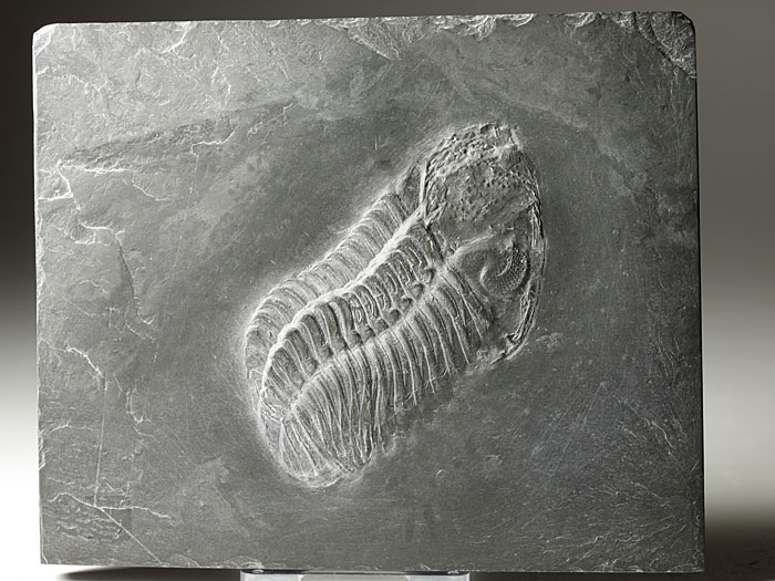 Trilobit aus dem Bundenbacher Schiefer