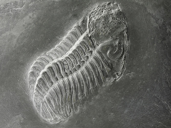 Trilobit aus dem Bundenbacher Schiefer