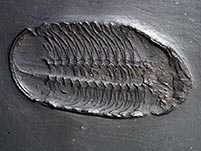 Trilobit aus dem Bundenbacher Schiefer