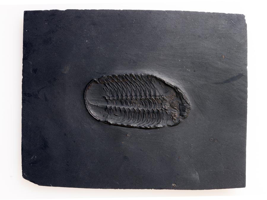 Fossilien aus dem Bundenbacher Schiefer