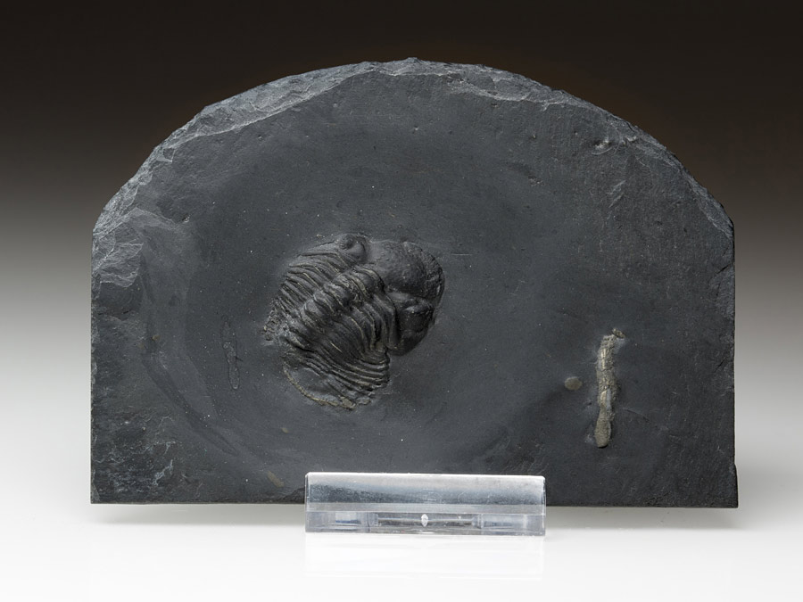 Trilobit aus dem Bundenbacher Schiefer