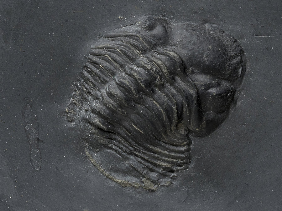 Trilobit aus dem Bundenbacher Schiefer