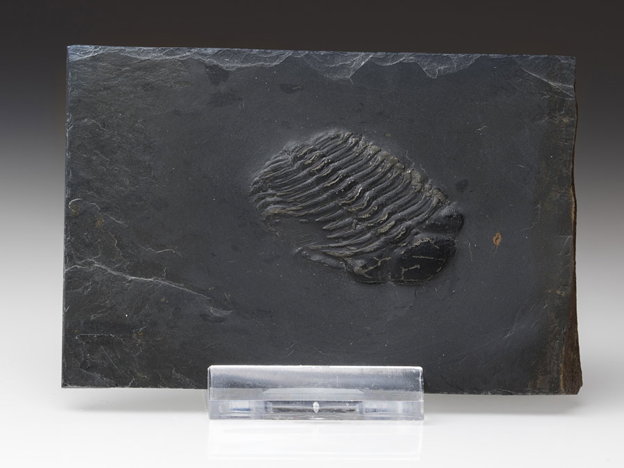 Trilobit aus dem Bundenbacher Schiefer