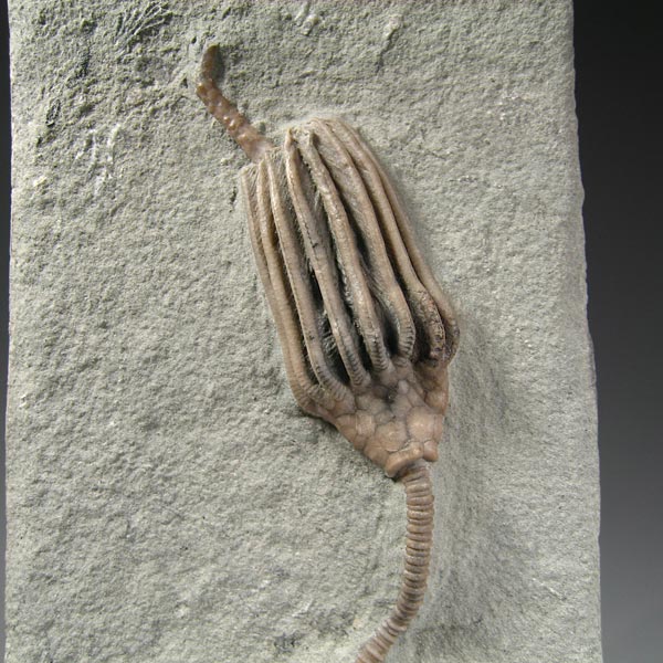 Seelilie aus dem Karbon von Indiana