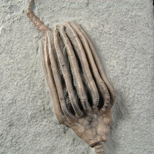 Seelilie aus dem Karbon von Indiana