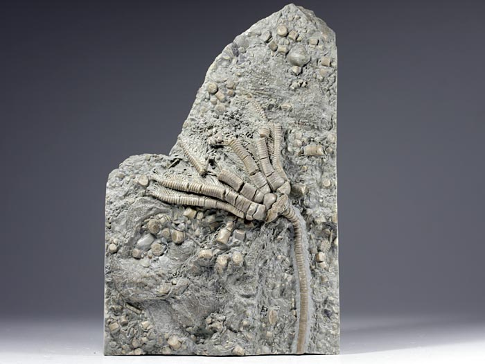 Seelilie aus Alverdissen