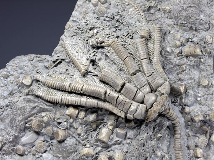 Seelilie aus Alverdissen