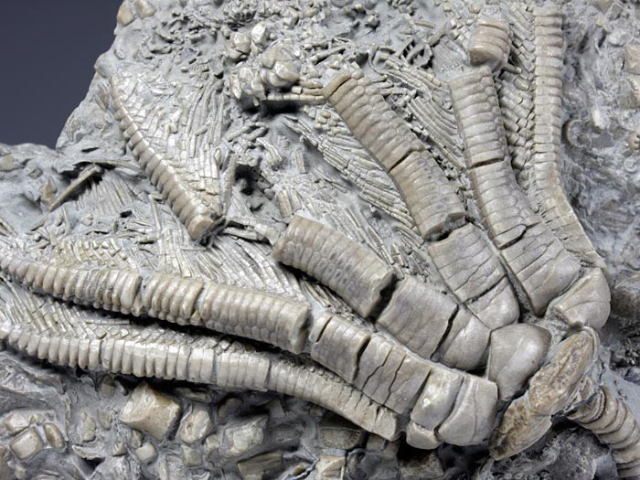 Seelilie aus Alverdissen