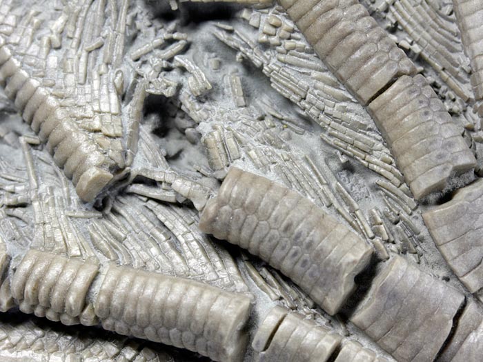 Seelilie aus Alverdissen