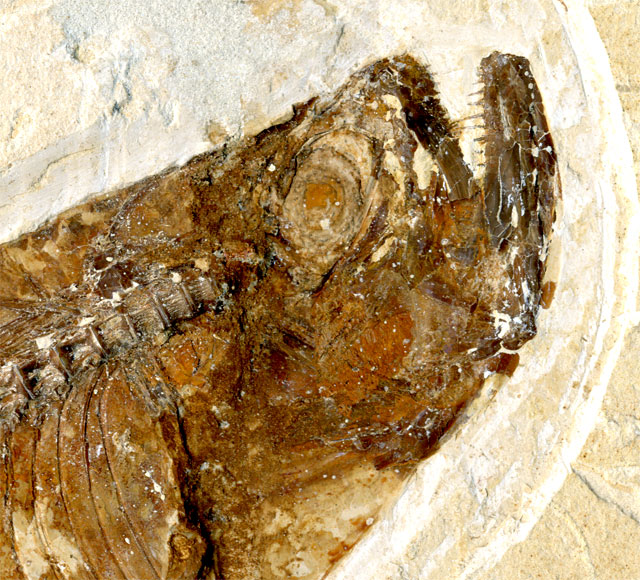 Raubfisch (Bei�fisch), Cladocyclus sp.