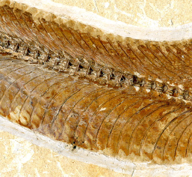 Raubfisch (Bei�fisch), Cladocyclus sp.