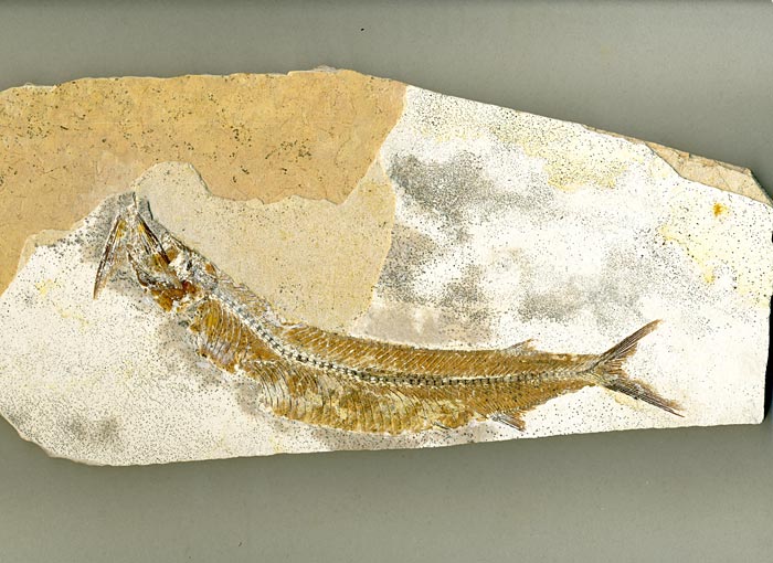 Raubfisch (Bei�fisch), Cladocyclus sp.