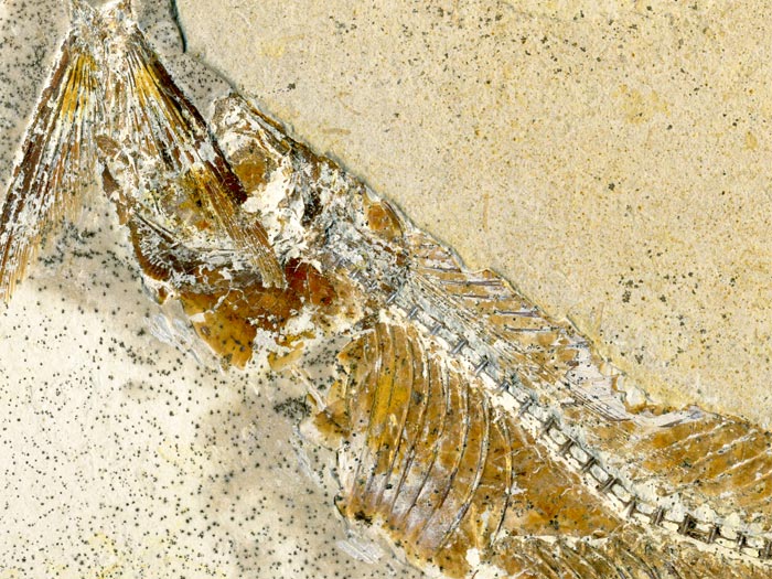 Raubfisch (Bei�fisch), Cladocyclus sp.