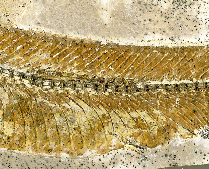 Raubfisch (Bei�fisch), Cladocyclus sp.