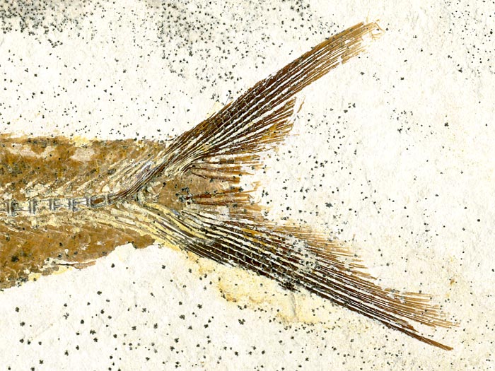 Raubfisch (Bei�fisch), Cladocyclus sp.
