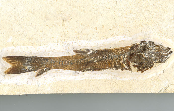 versteinerter Fisch, Dastilbe elongatus