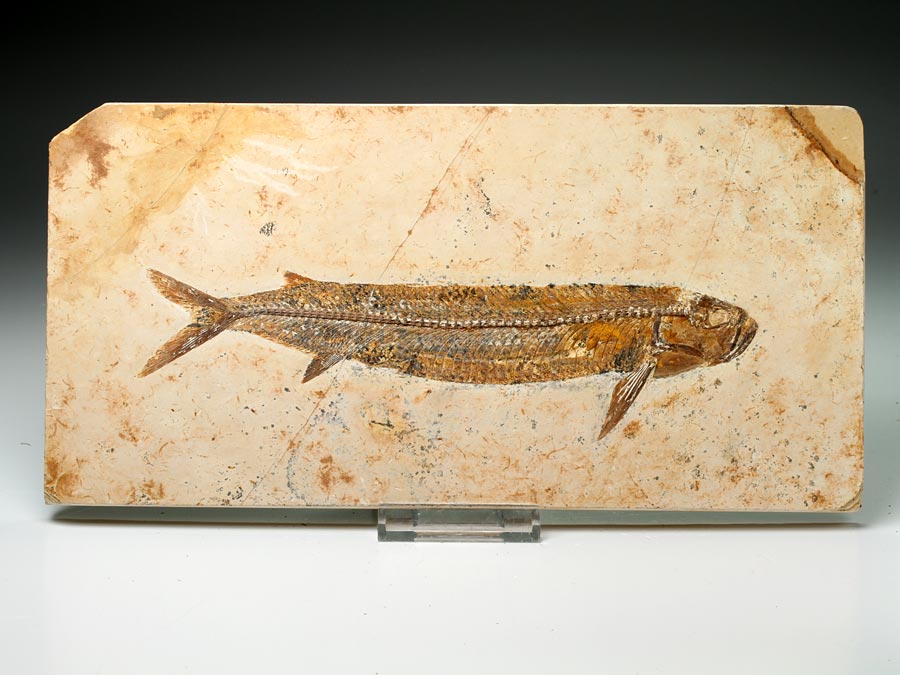 Raubfisch: Cladocyclus sp.