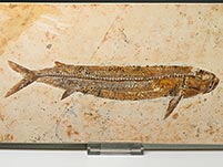 Raubfisch: Cladocyclus sp.