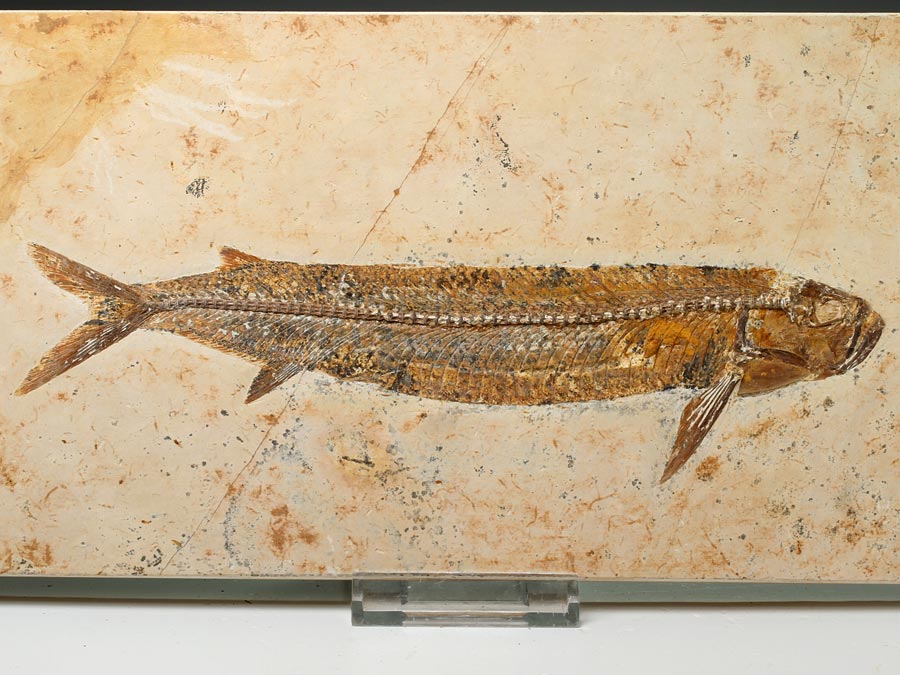 Raubfisch: Cladocyclus sp.