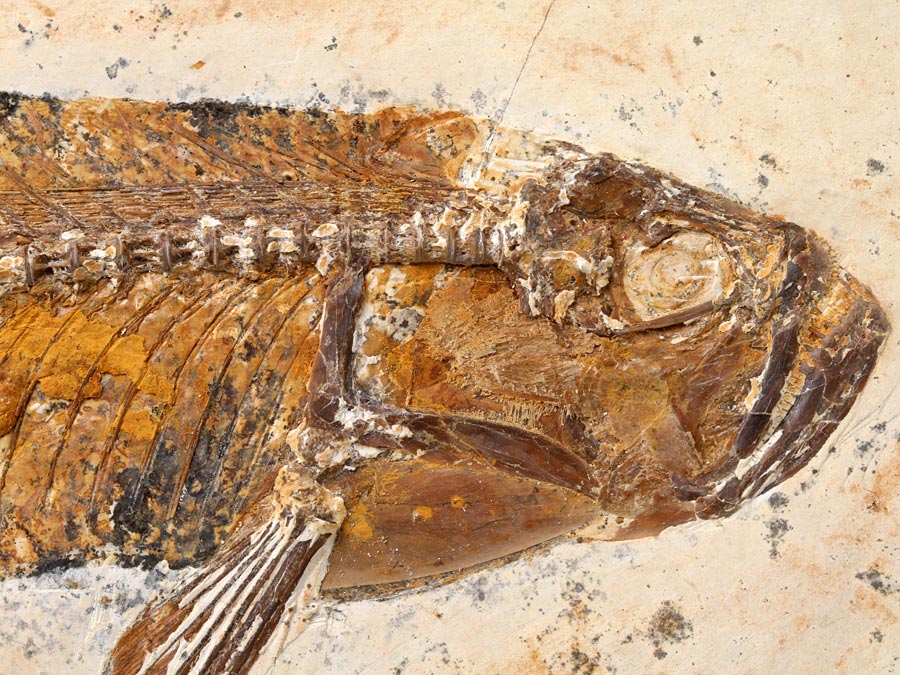 Raubfisch: Cladocyclus sp.