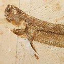 Raubfisch: Cladocyclus sp.