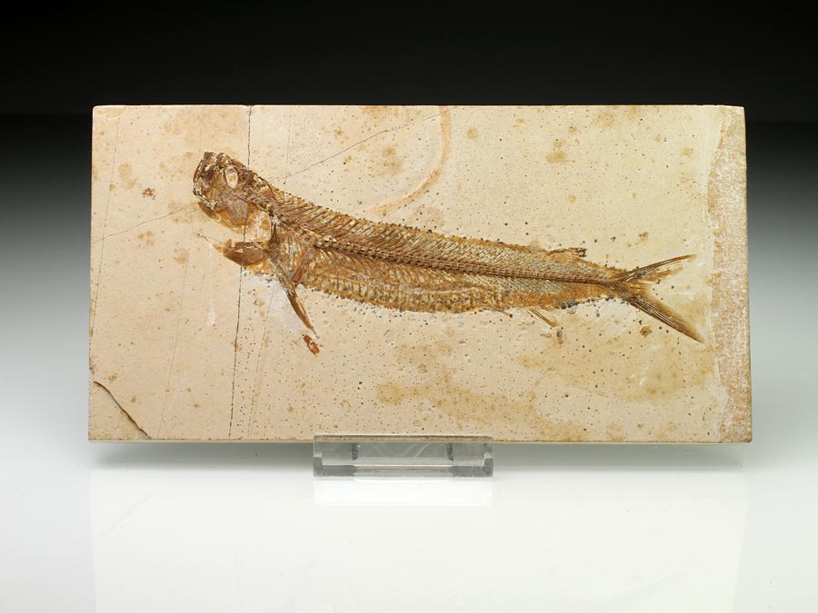 Raubfisch: Cladocyclus sp.