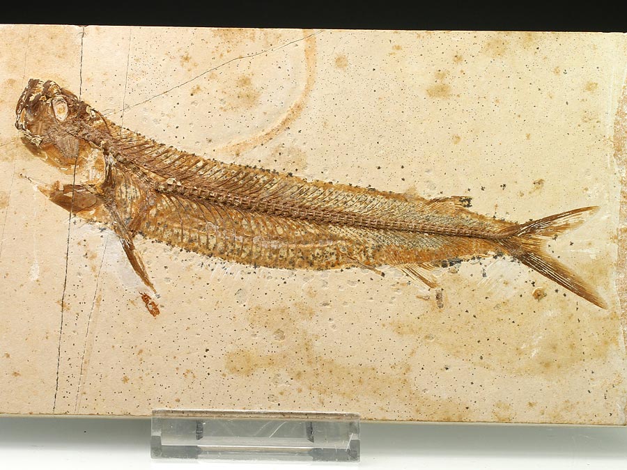 Raubfisch: Cladocyclus sp.