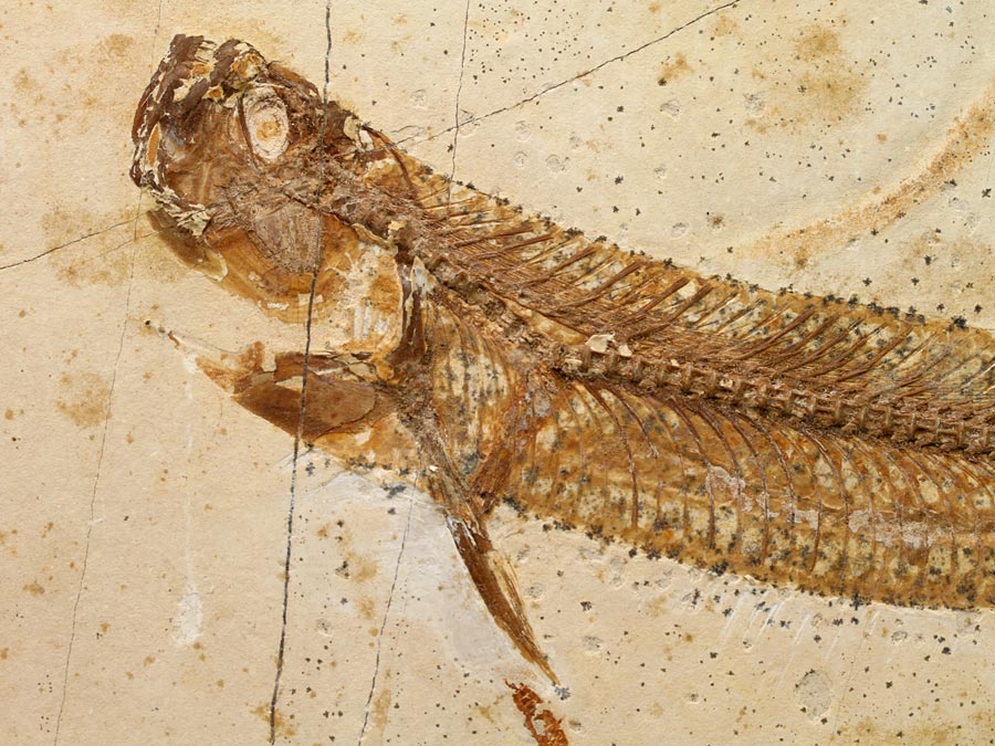 Raubfisch: Cladocyclus sp.