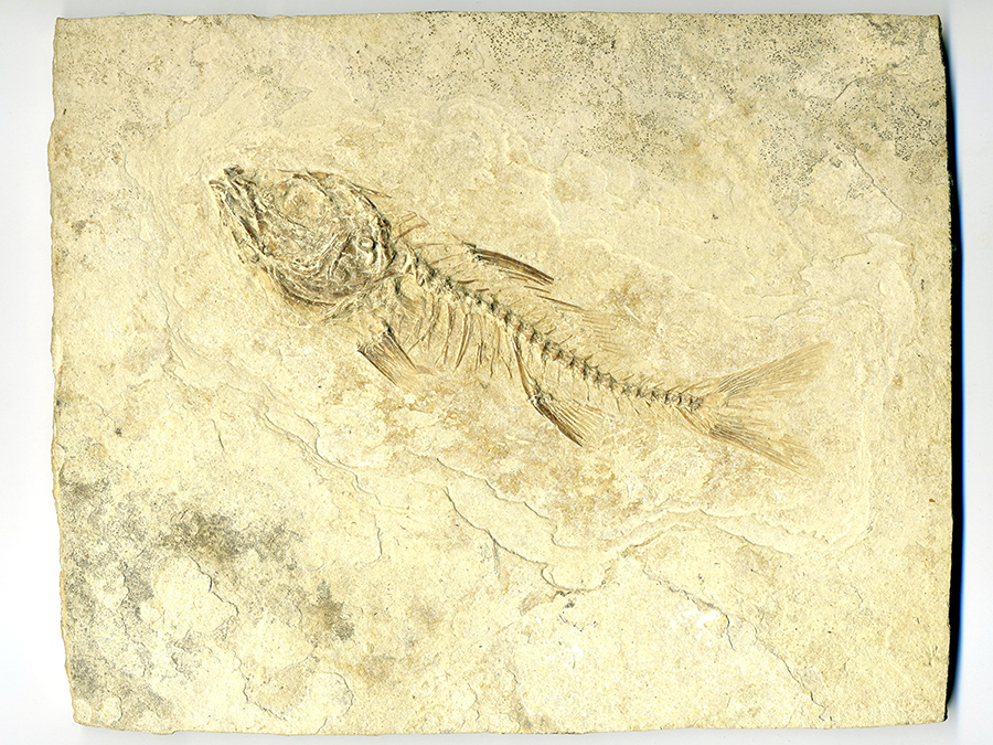 versteinerter Fisch 