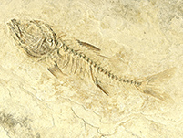 Fisch aus Frankreich