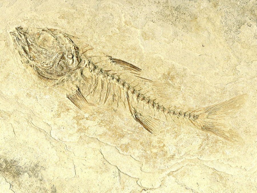 versteinerter Fisch 