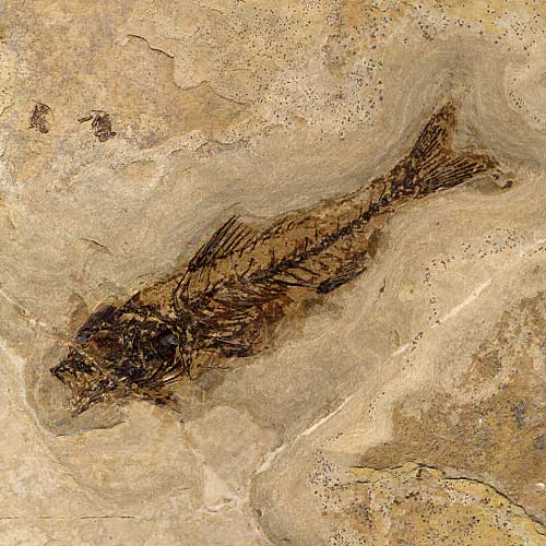 versteinerter Fisch, Dapalis macrurus