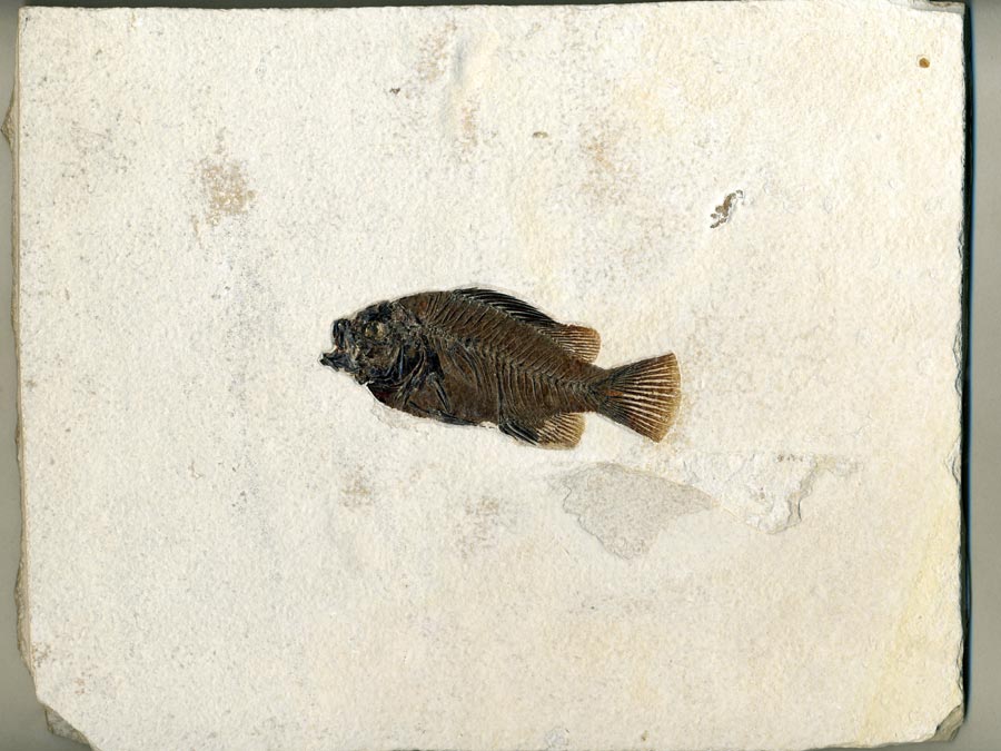 versteinerter Fisch aus
                      Wyoming (Barsch)