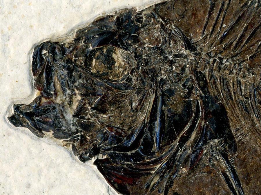 versteinerter Fisch aus
                      Wyoming (Barsch)