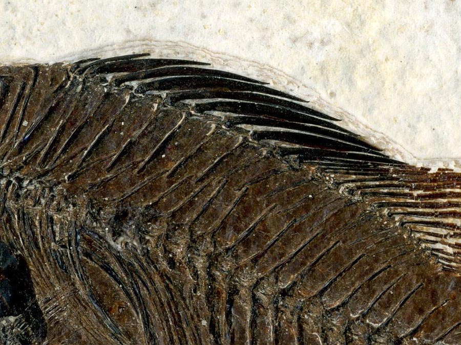 versteinerter Fisch aus
                      Wyoming (Barsch)