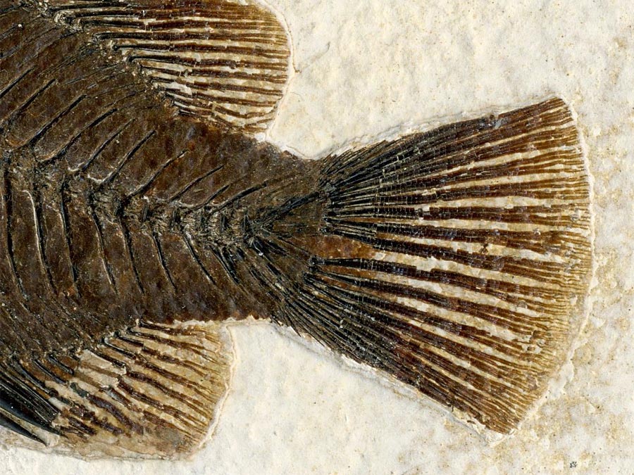 versteinerter Fisch aus
                      Wyoming (Barsch)