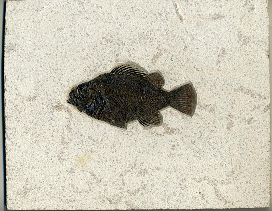 versteinerter Fisch aus Wyoming (Barsch)