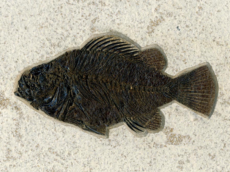 versteinerter Fisch aus Wyoming (Barsch)