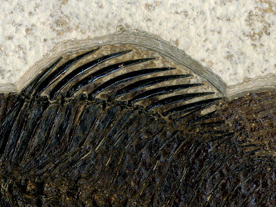 versteinerter Fisch aus Wyoming (Barsch)