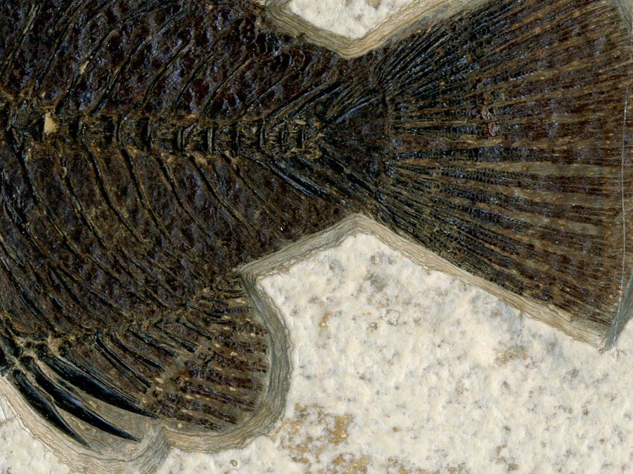 versteinerter Fisch aus Wyoming (Barsch)