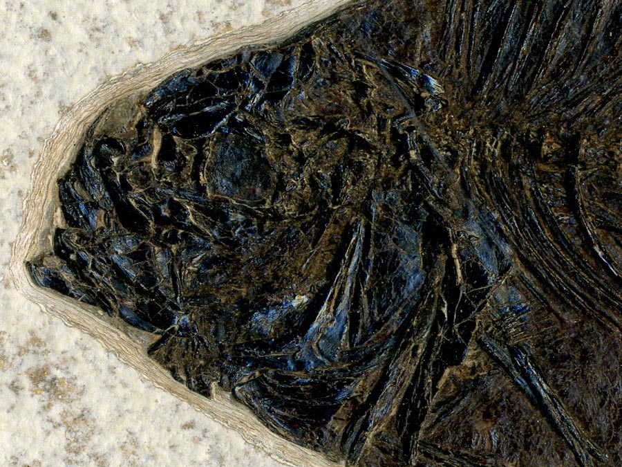 versteinerter Fisch aus Wyoming (Barsch)