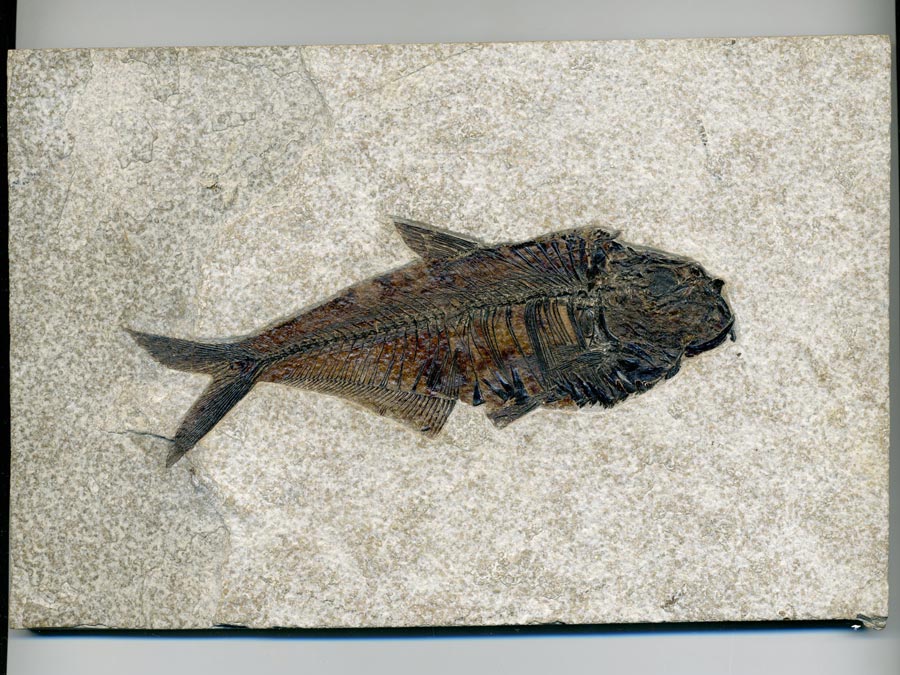 Versteinerter Fisch Fossil Größe L Fossilien Fischfossil